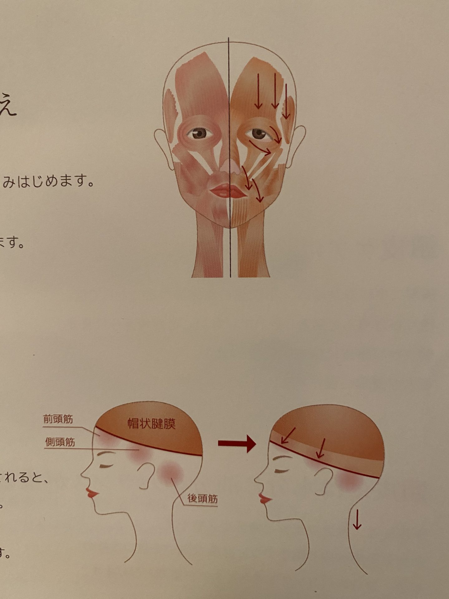 頭の筋肉の話 ハダトコ